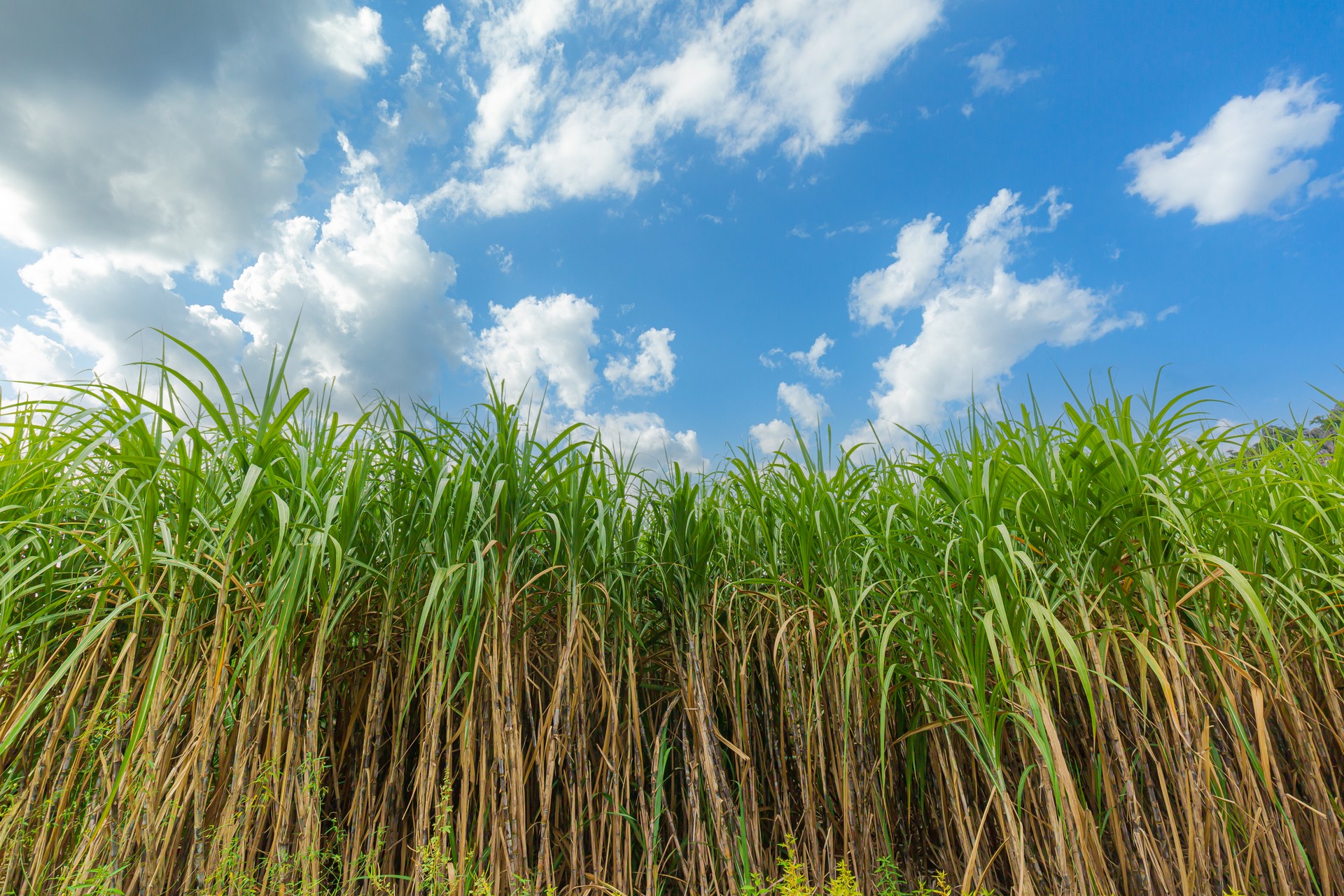 sugarcane farm industry,Agriculture sugarcane field farm with blue sky in sunny day background and copy space, Thailand. Sugar cane plant tree in countryside for food industry or renewable bioenergy power.